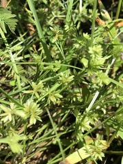 Cyperus pumilus
