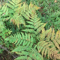 Pteridium pinetorum
