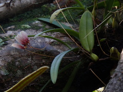 Bulbophyllum lepidum