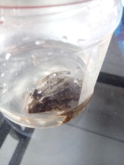 Fejervarya cancrivora