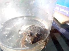 Fejervarya cancrivora