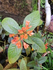 Chrysothemis pulchella