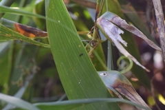 Crematogaster nawai