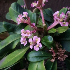 Euphorbia lophogona