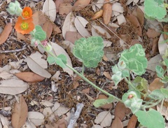Sphaeralcea lindheimeri