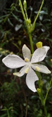Libertia paniculata