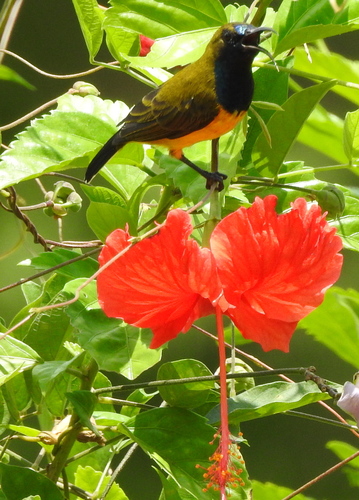 Ornate Sunbird (Cinnyris ornatus), photo 10