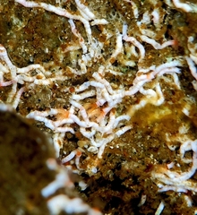 Salmacina tribranchiata