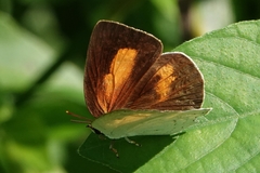 Curetis saronis