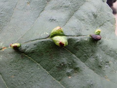 Aceria nalepai