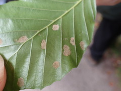 Aceria nervisequa