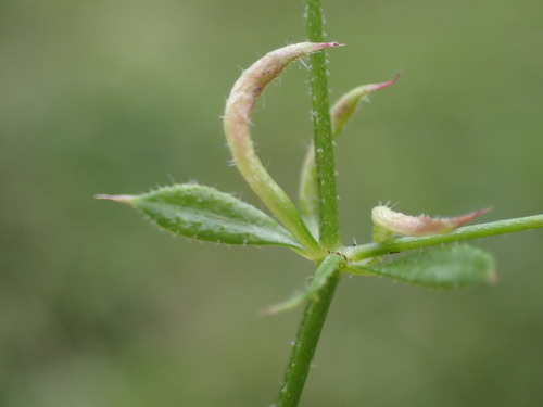 Galium gall mite, photo 4 of 10
