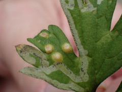Eriophyes crataegi