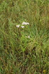 Achillea asiatica