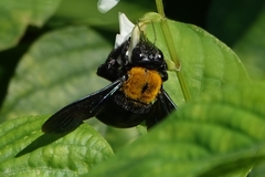 Xylocopa flavonigrescens