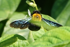 Xylocopa flavonigrescens