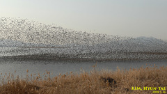 Sibirionetta formosa