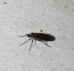 Rhamphomyia spinipes