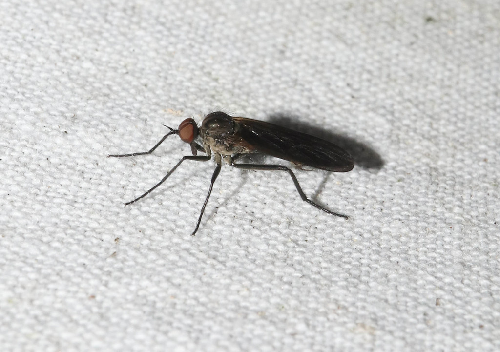 Rhamphomyia spinipes