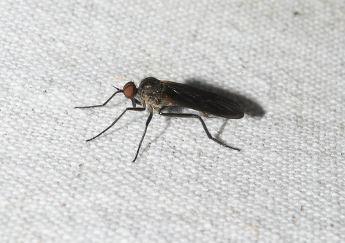 Rhamphomyia spinipes