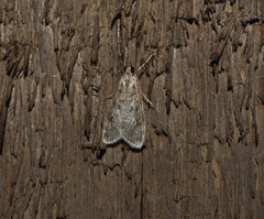 Eudonia truncicolella