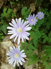 Anemonoides apennina