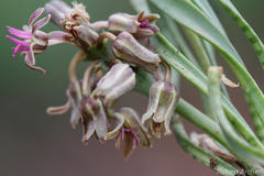 Ledebouria leptophylla