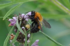 Bombus opulentus