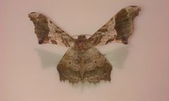 Krananda oliveomarginata