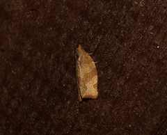 Pandemis cinnamomeana