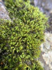 Pseudoleskeopsis imbricata