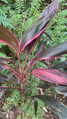 Cordyline fruticosa