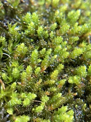 Pseudoleskeopsis imbricata