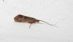Limnephilus sparsus