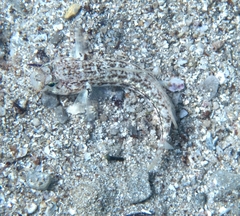 Gobius roulei