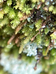 Pseudoleskeopsis imbricata