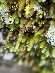 Pseudoleskeopsis imbricata