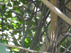 Cissus quadrangularis