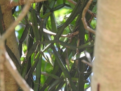 Cissus quadrangularis