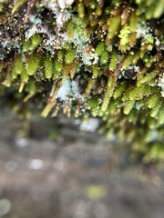 Pseudoleskeopsis imbricata