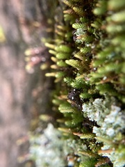 Pseudoleskeopsis imbricata