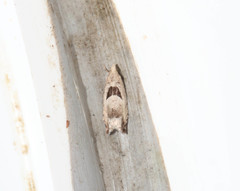 Epinotia ramella
