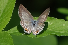 Catochrysops panormus exiguus
