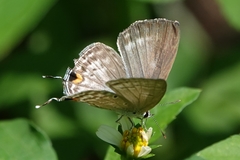 Catochrysops panormus exiguus