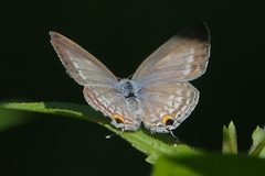 Catochrysops panormus exiguus