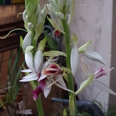 Phaius