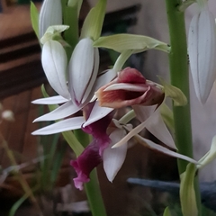 Phaius