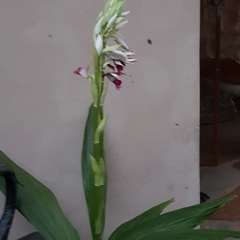 Phaius