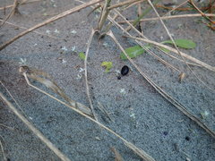 Ozothamnus leptophyllus