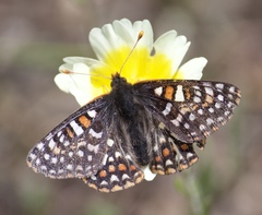 Euphydryas editha bayensis